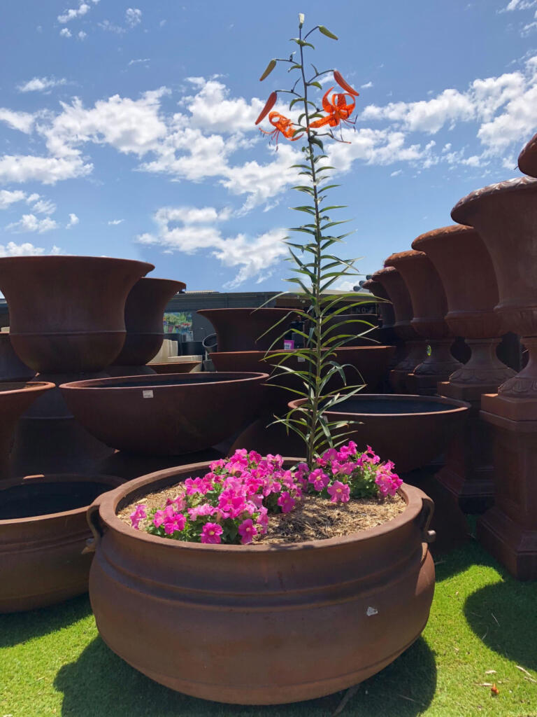 Thomson's Garden Centre