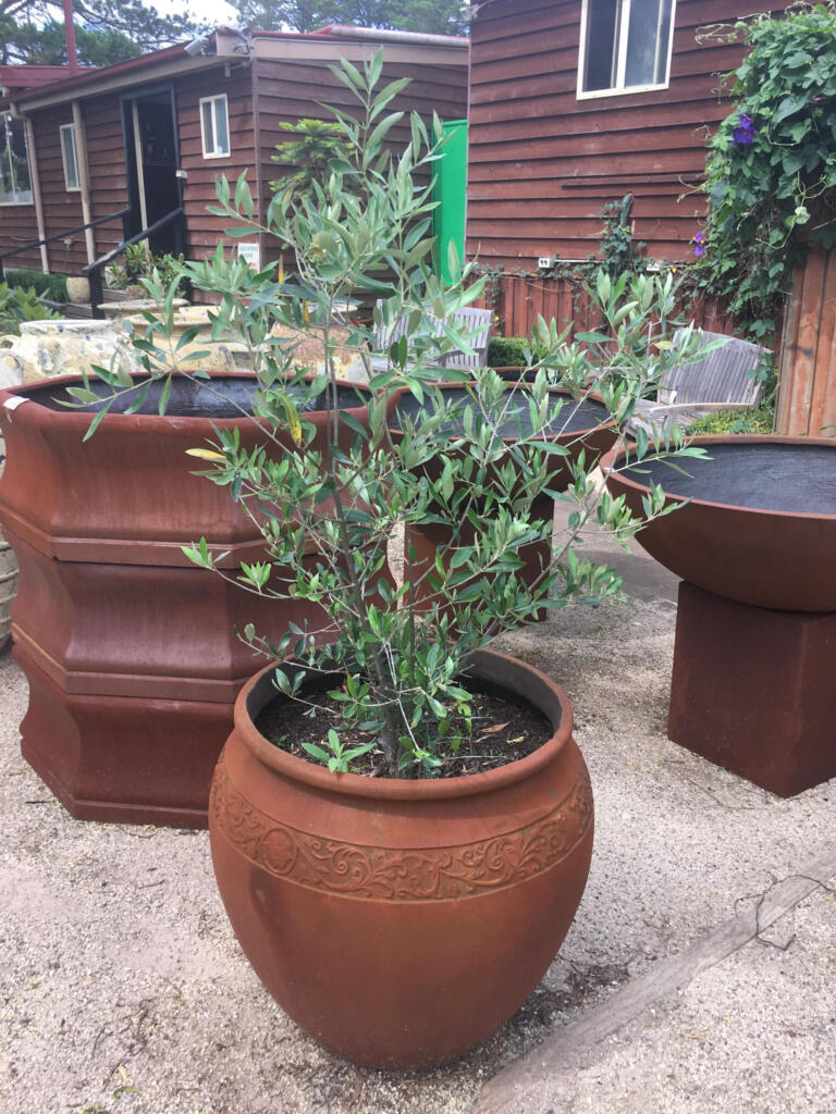 Thomson's Garden Centre