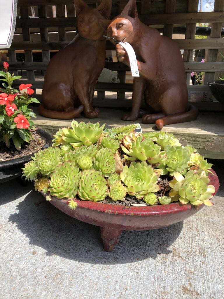 Thomson's Garden Centre