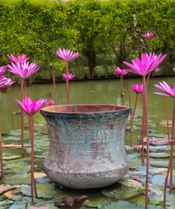 Ancient Lotus Garden Pots and Planters