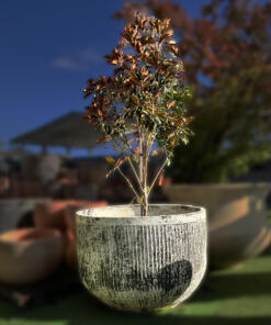 Thai limestone pots -- Fluted Tub extra-large garden pot with textured sandstone finish at Thomson's Garden Centre Orange NSW