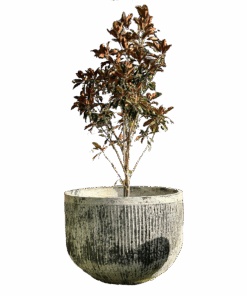 Thai limestone pots -- Fluted Tub extra-large garden pot with textured sandstone finish at Thomson's Garden Centre Orange NSW