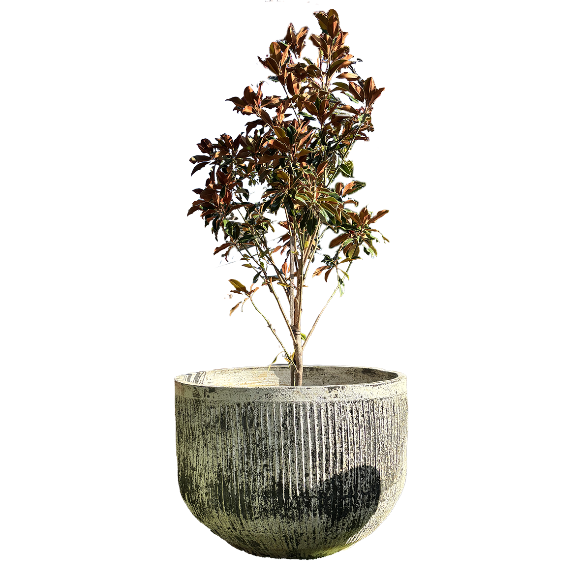 Thai limestone pots -- Fluted Tub extra-large garden pot with textured sandstone finish at Thomson's Garden Centre Orange NSW